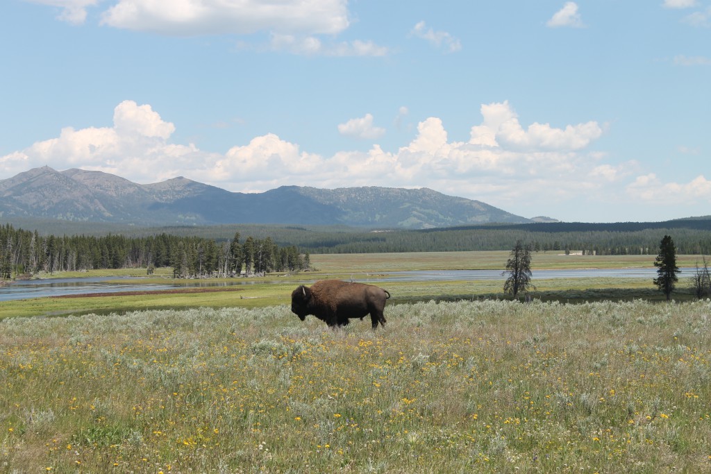 A bison.... not a buffalo.